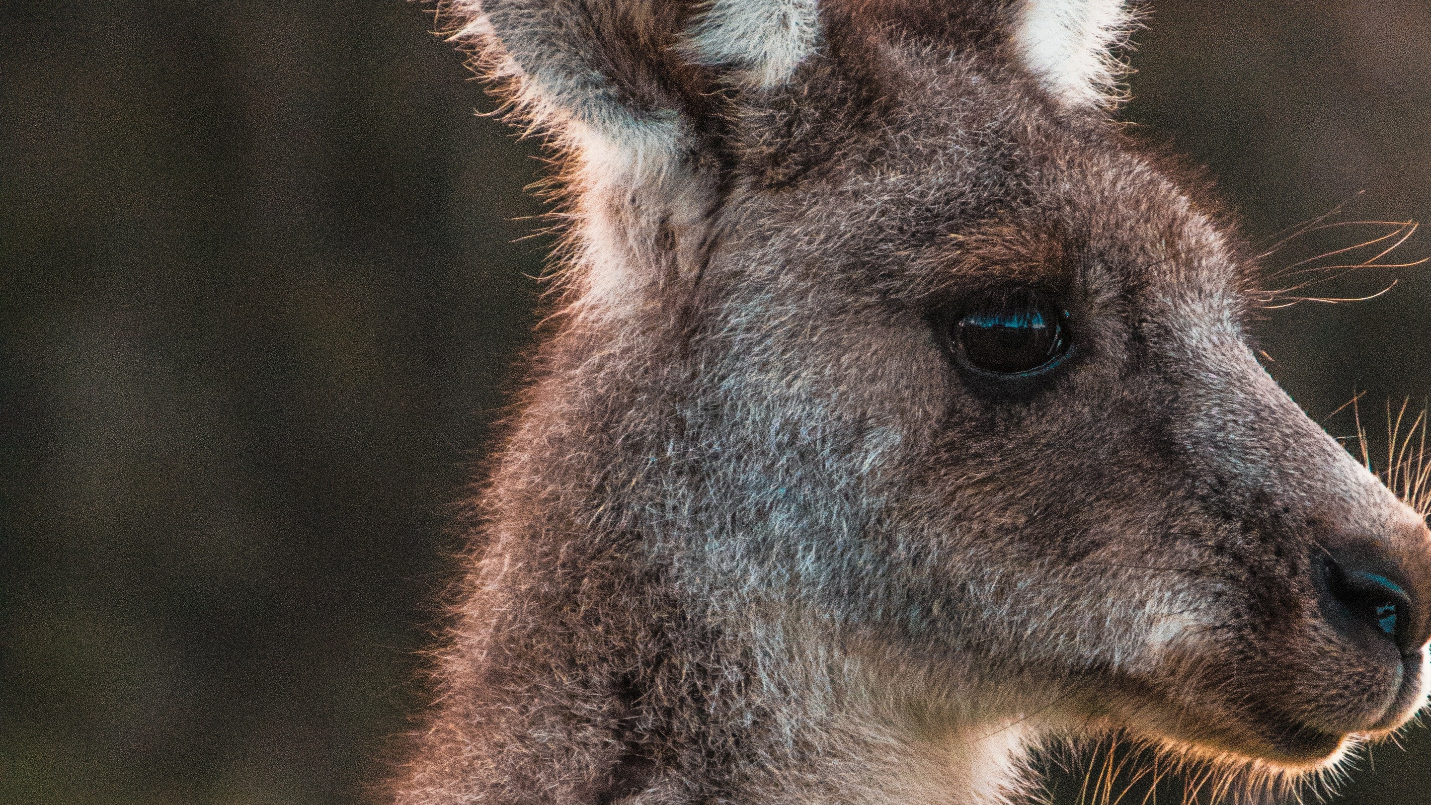 Animal Kangaroo Face Wallpaper - Kangaroo Wallpapers Hd - HD Wallpaper 