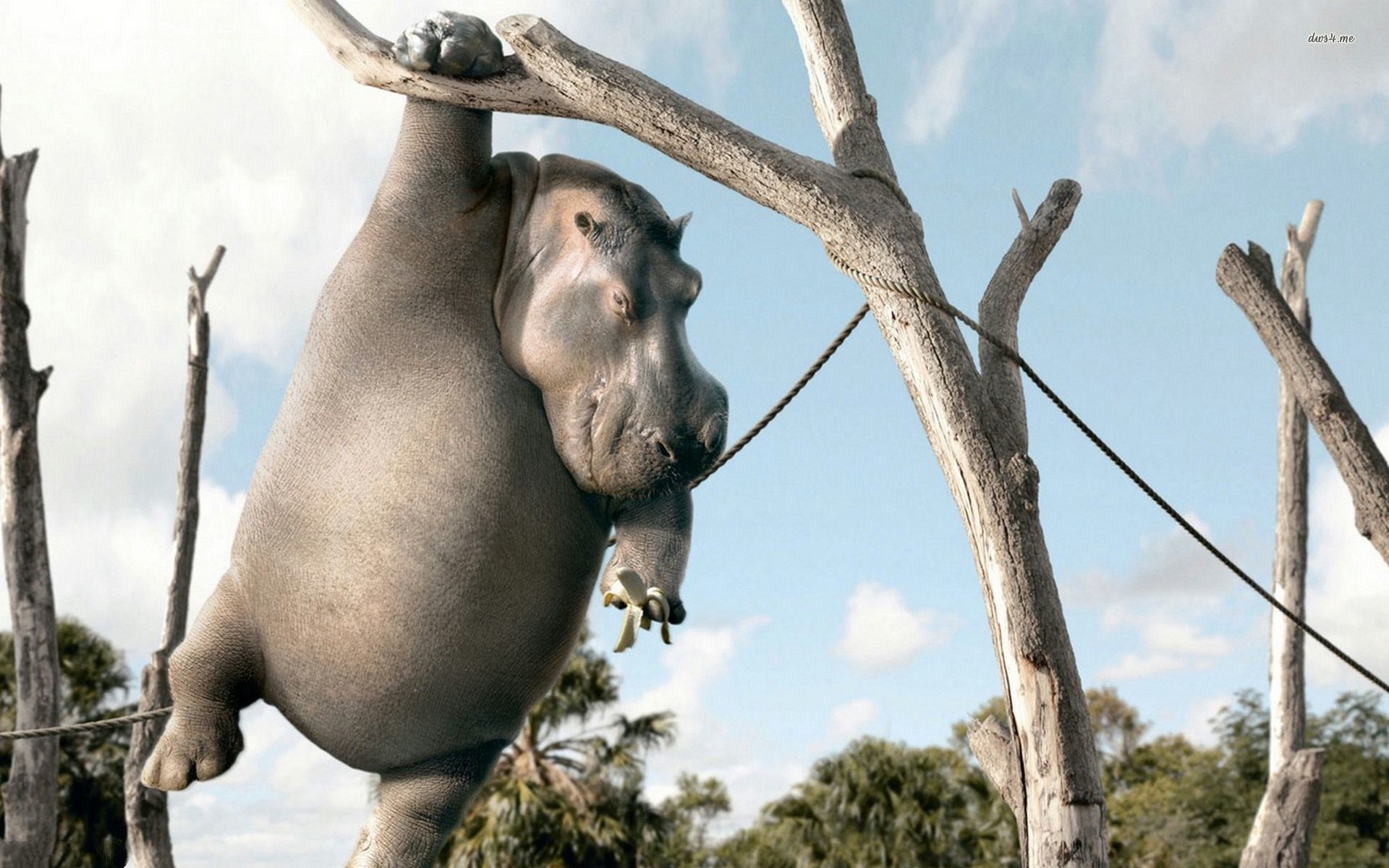 Hippo Hanging From Tree - HD Wallpaper 
