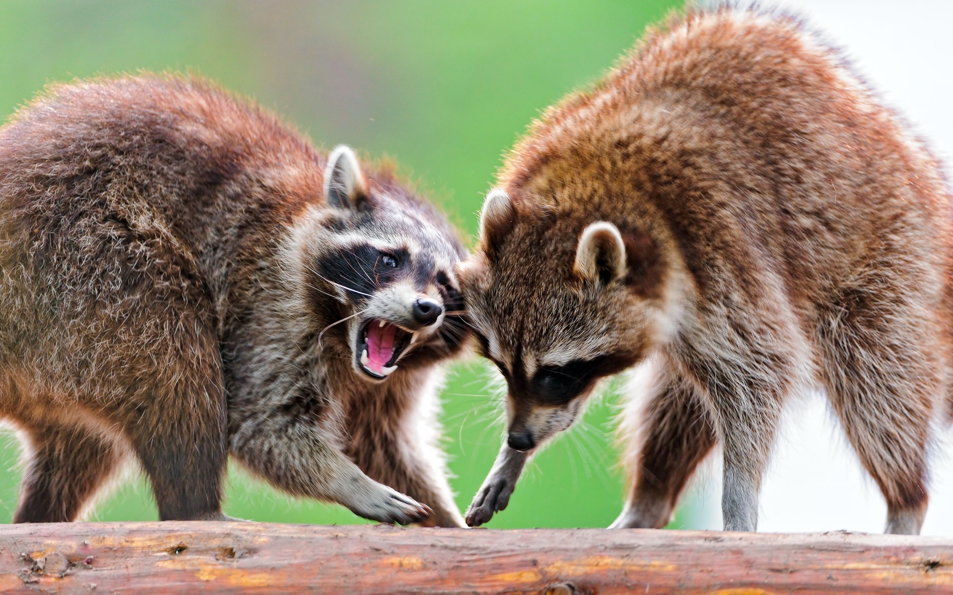 Two Raccoons Fighting - HD Wallpaper 