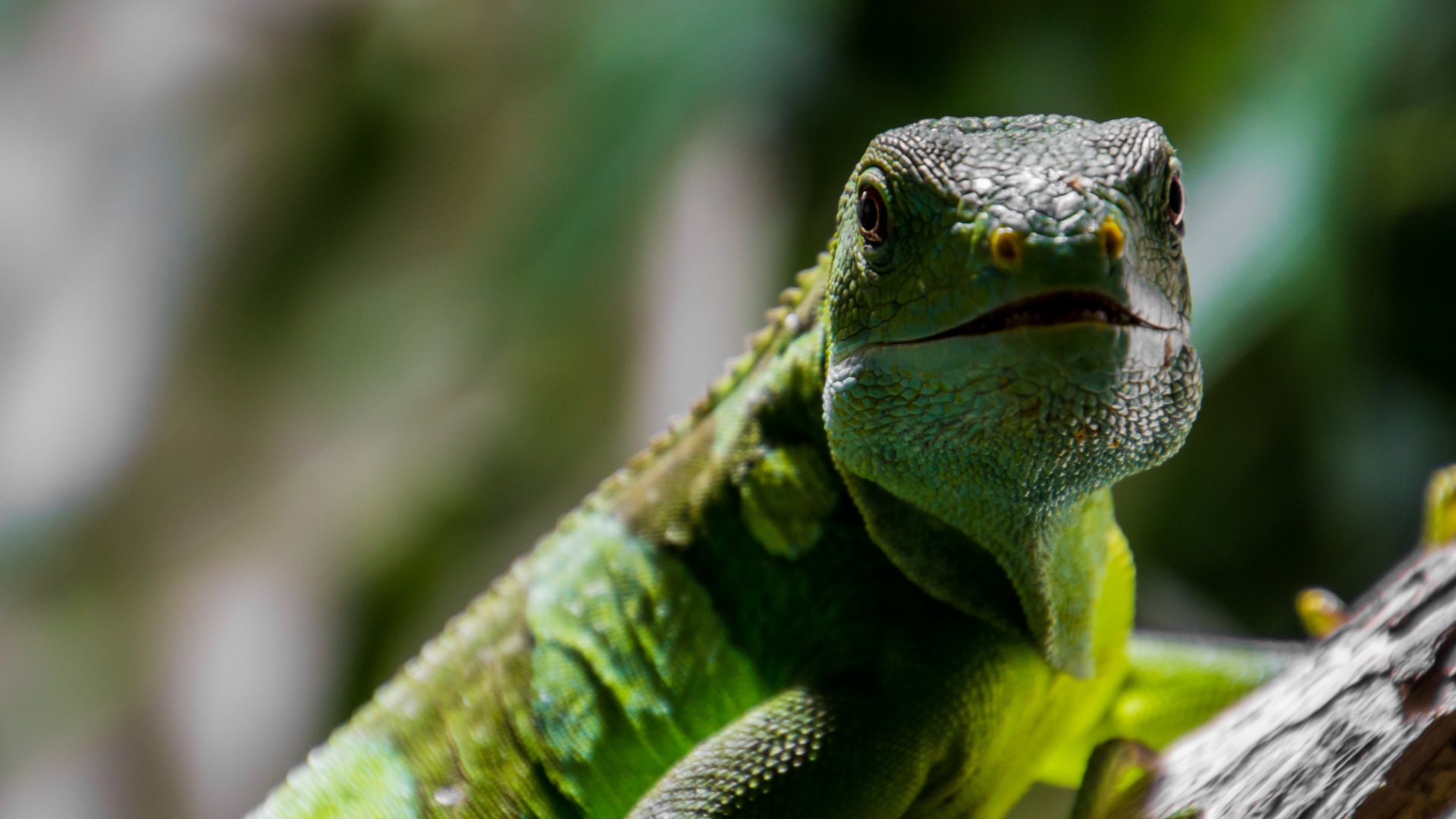 Wallpaper Iguana Muzzle - 4k Hd Lizard Scales - HD Wallpaper 