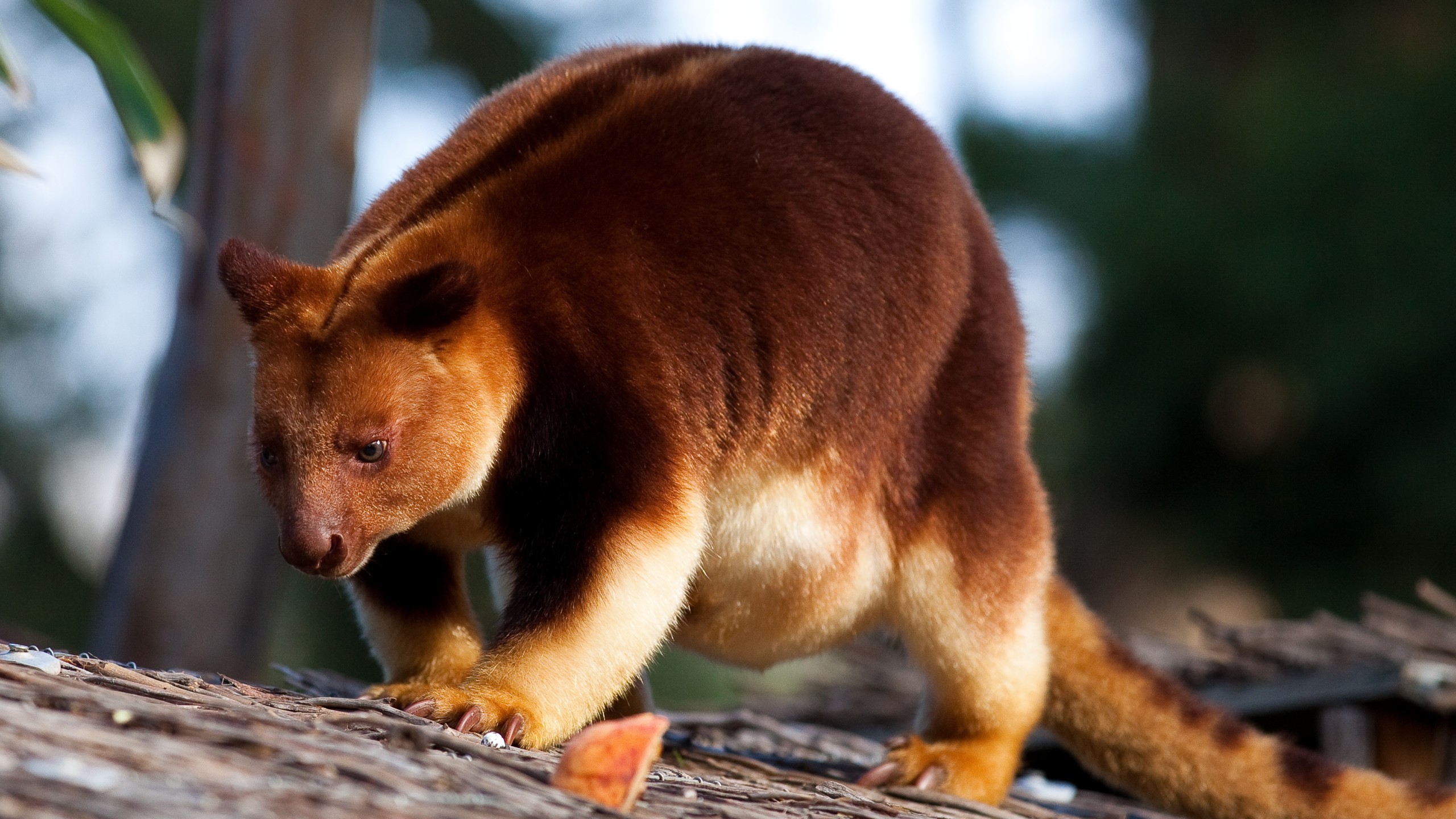 Tree Kangaroos - HD Wallpaper 