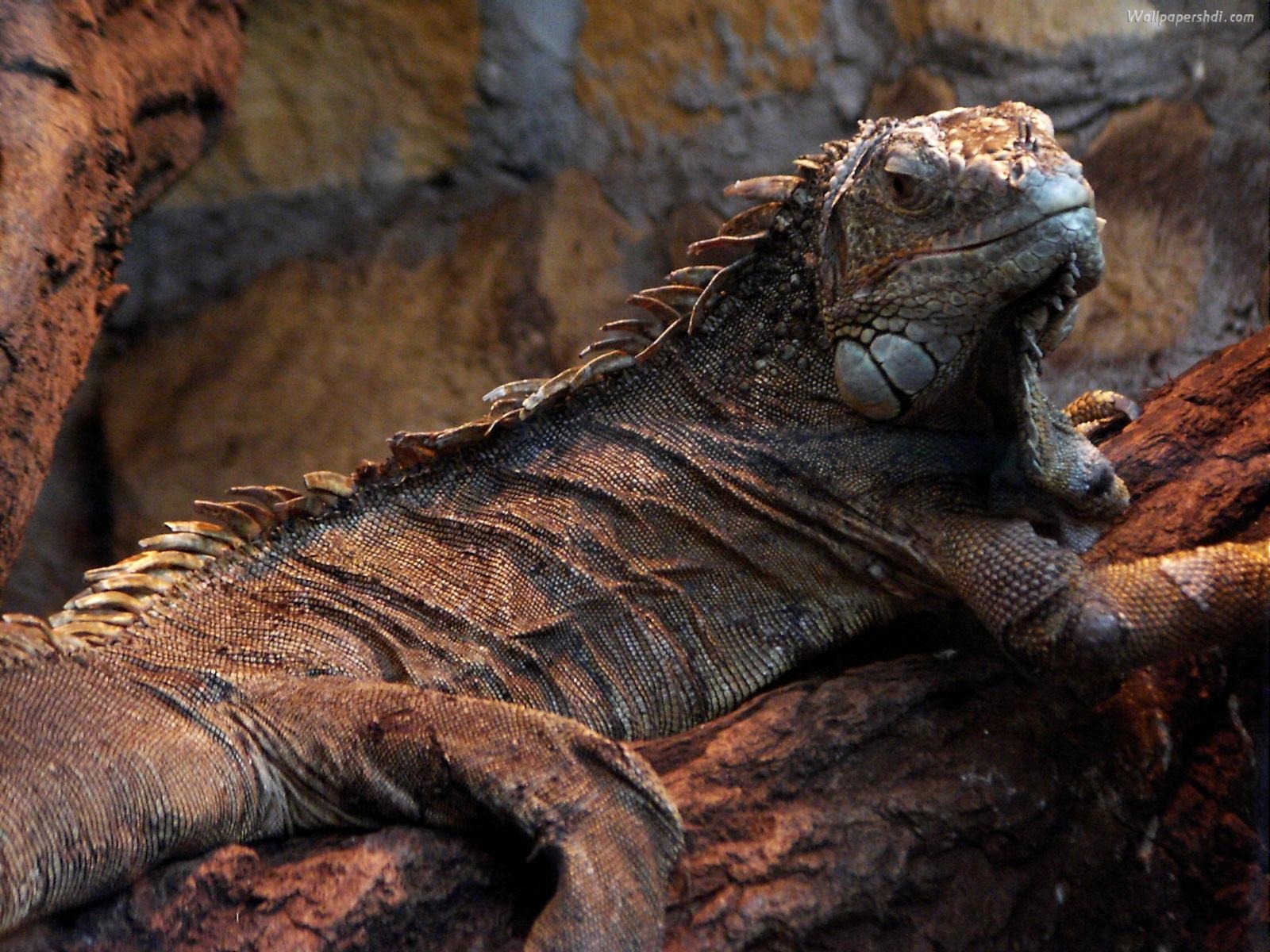 Iguana - Reptile - HD Wallpaper 