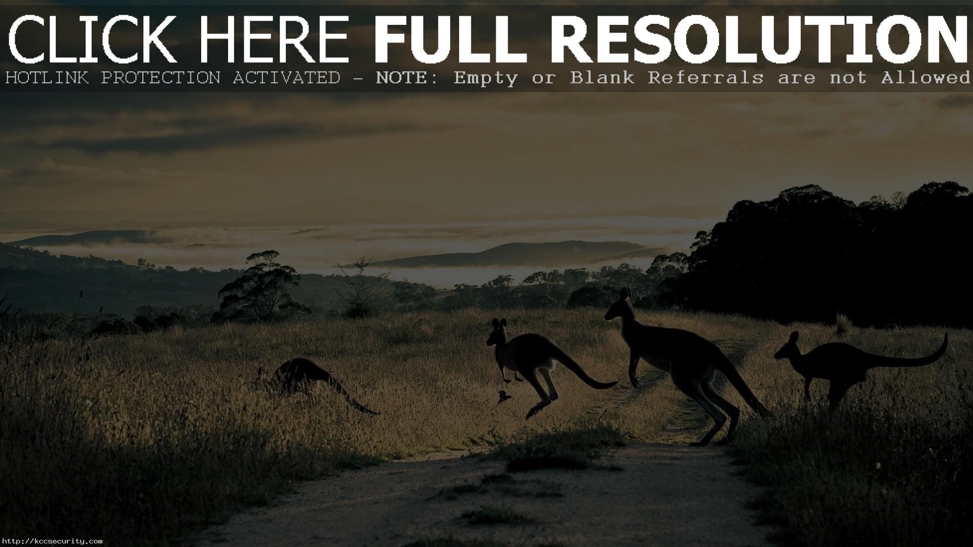 Kangaroo Wallpaper 23914 
 Data Src Kangaroo Wallpaper - Kangaroo - HD Wallpaper 