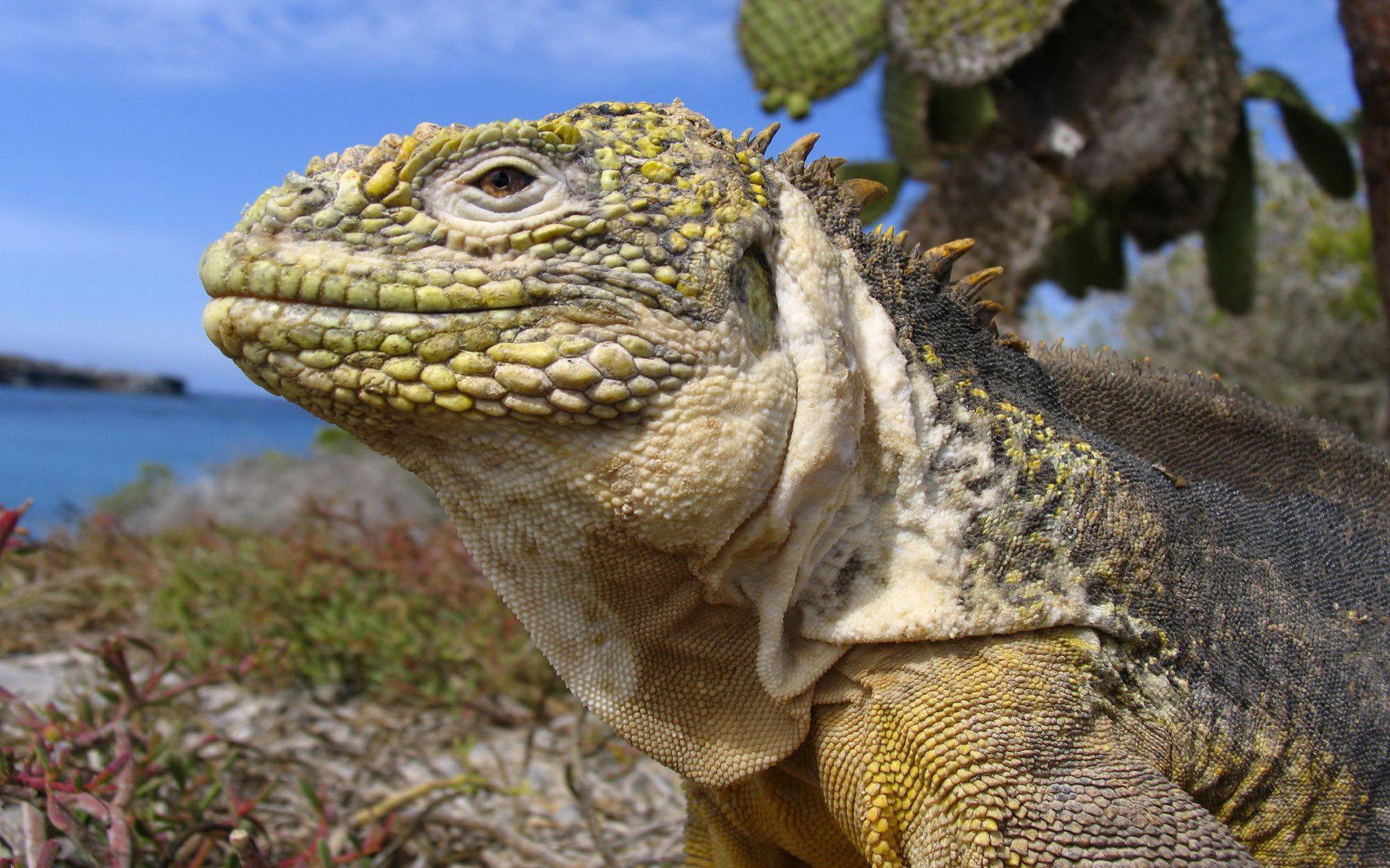 Black Spiny Tailed Iguana - Galapagos Islands Galapagos Ecuador - HD Wallpaper 