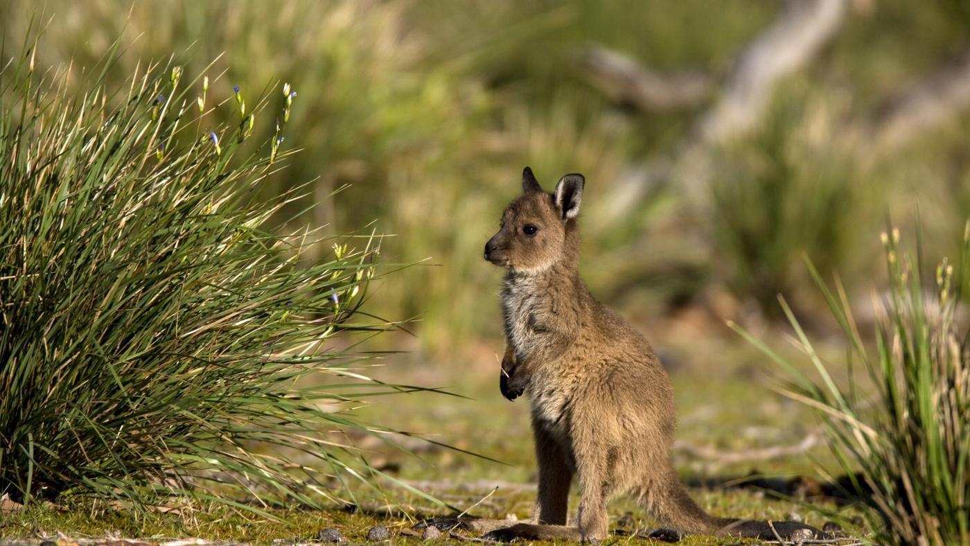 Name Of The Kangaroo Baby - HD Wallpaper 