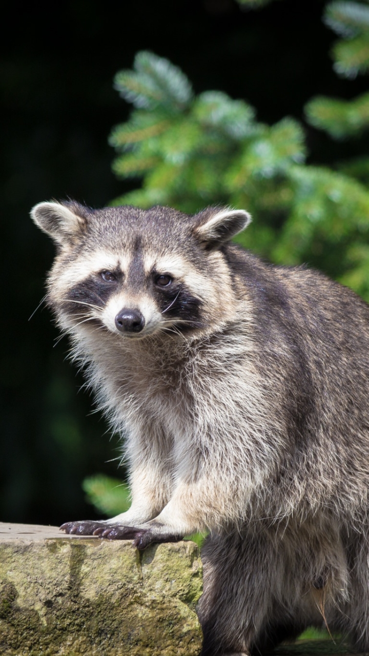 Raccoon Mobile - HD Wallpaper 