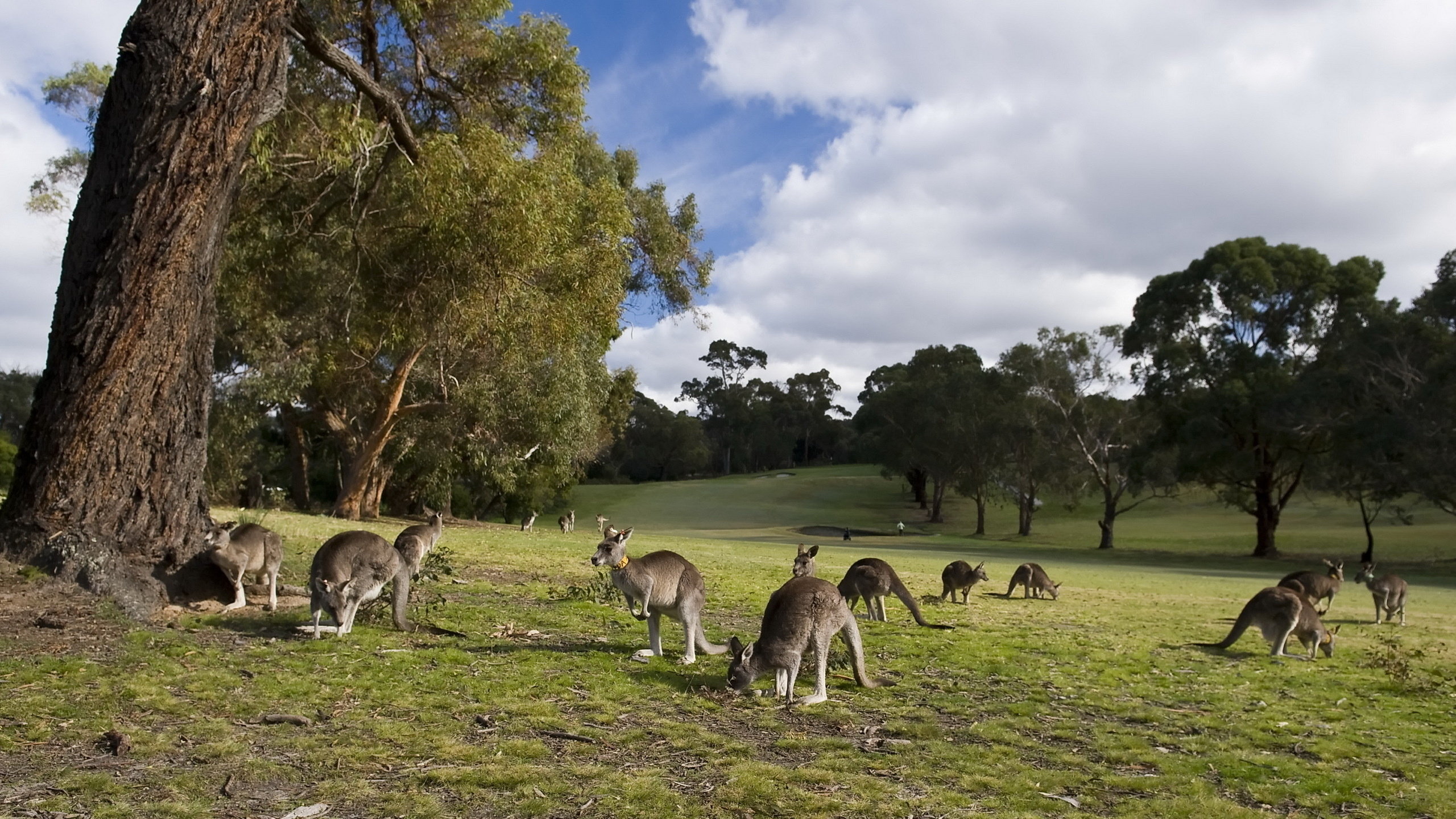 Awesome Kangaroo Free Wallpaper Id - Kangaroos In A Field - HD Wallpaper 