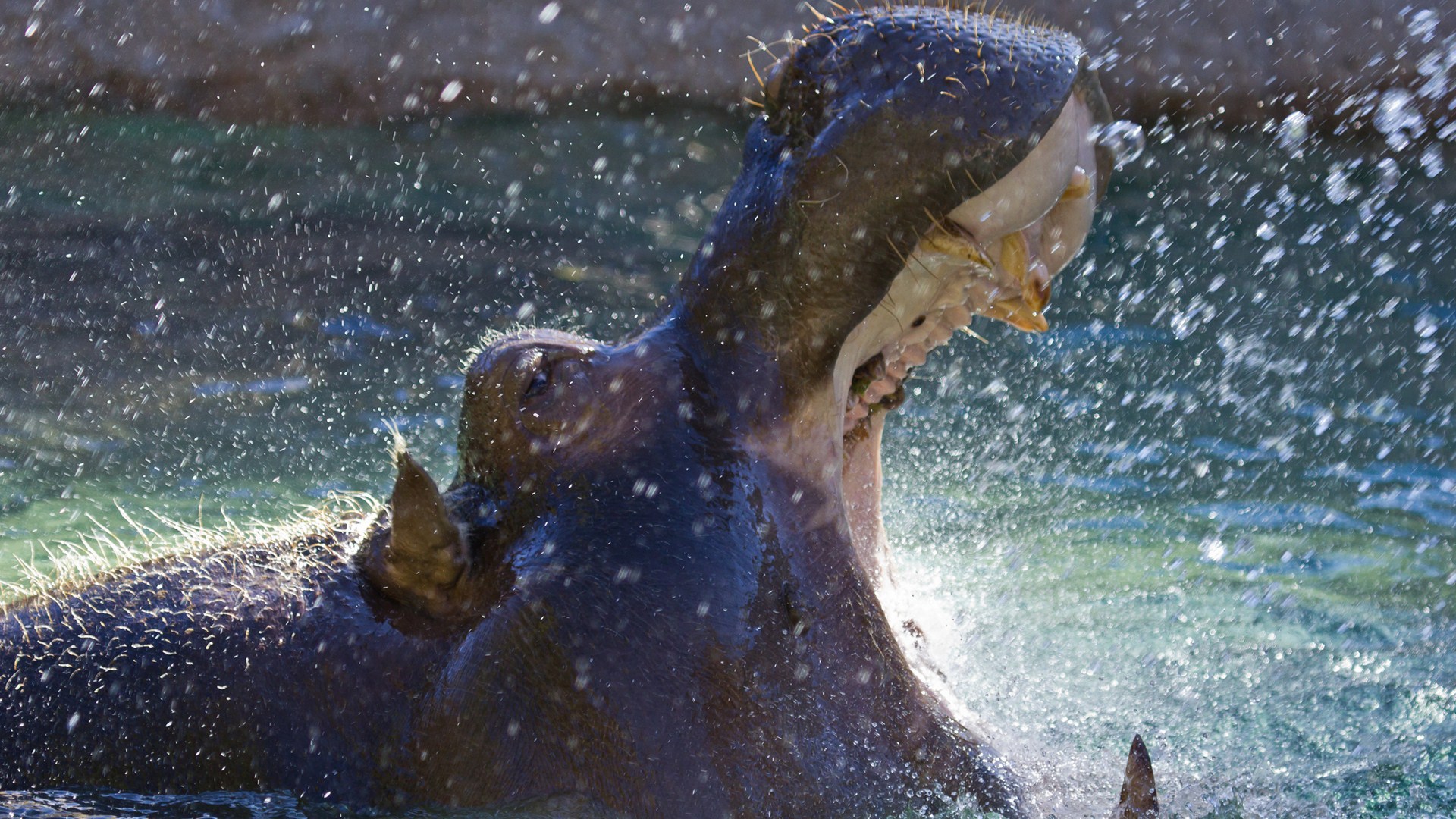 Hippo Desktop Wallpaper - Hippopotamus - HD Wallpaper 