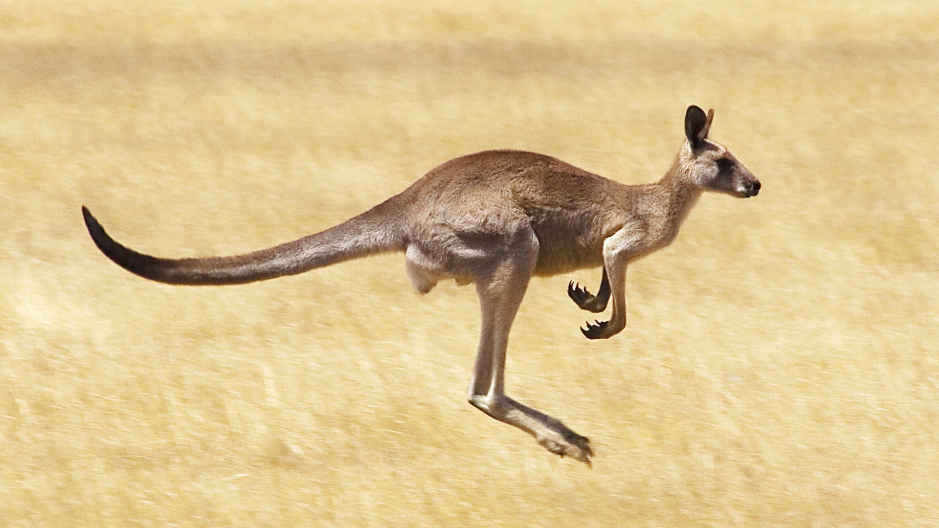 Kangaroo Wallpaper For Windows - High Resolution Kangaroo Photograph - HD Wallpaper 