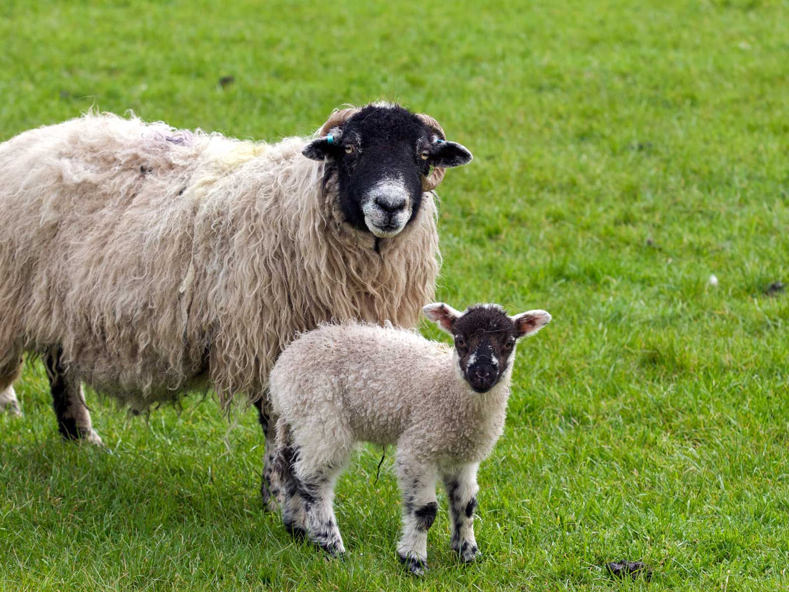 Sheep And Baby Sheep - HD Wallpaper 