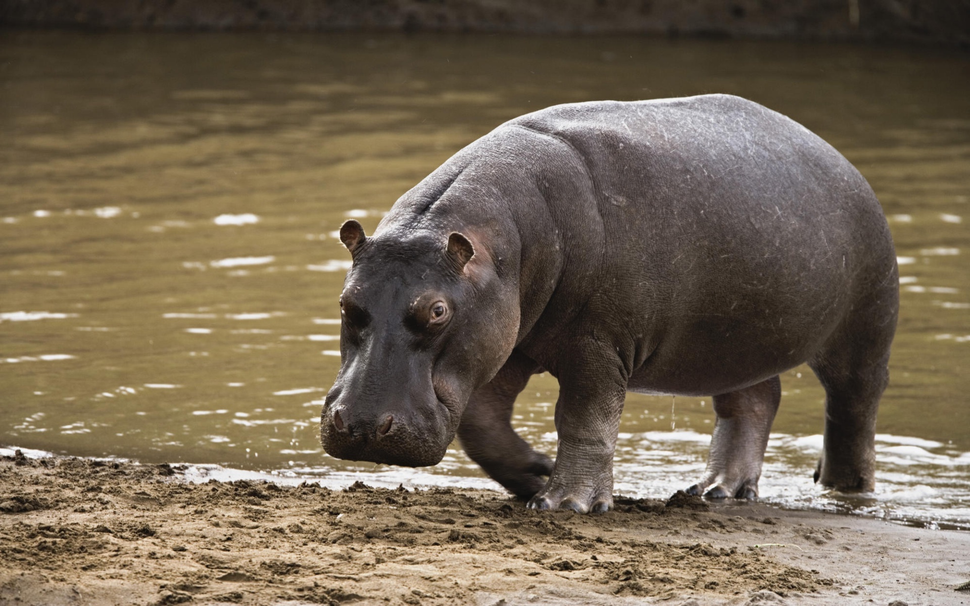 Hippopotamus After A Swim In The Water - Nahargarh Biological Park Animals - HD Wallpaper 