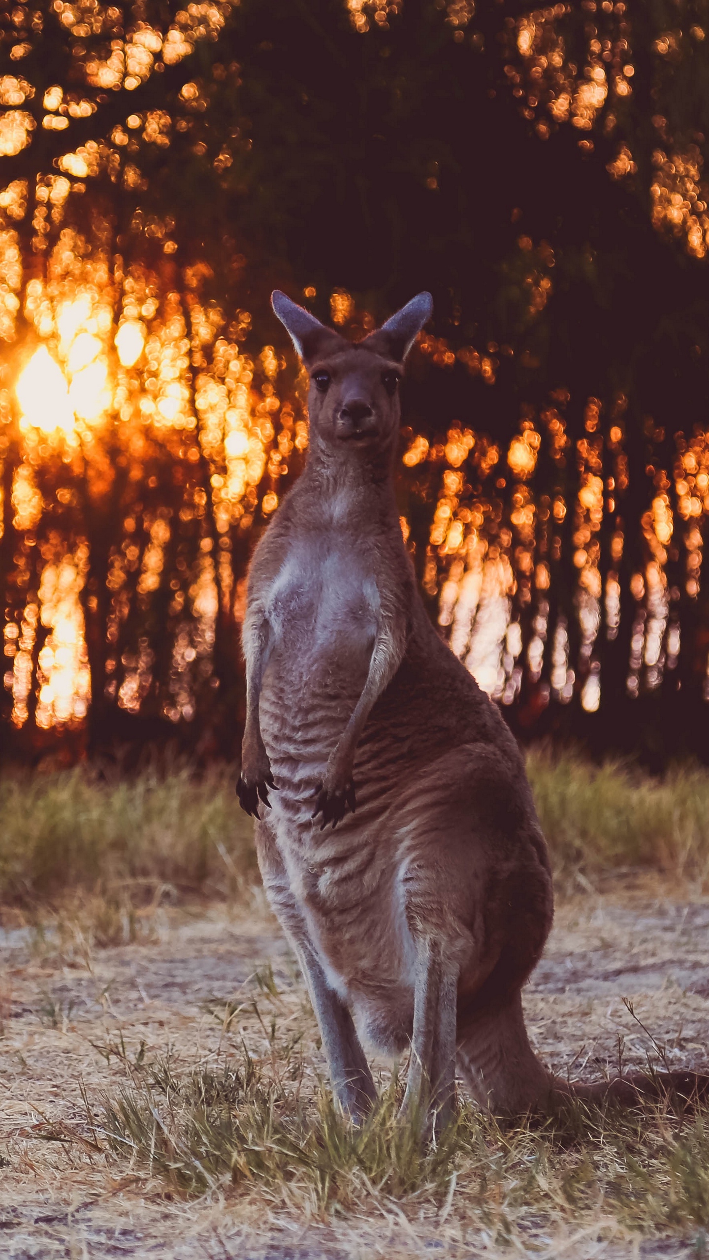 Wallpaper Kangaroo, Funny, Wildlife, Sunset - Kangaroo 4k - HD Wallpaper 