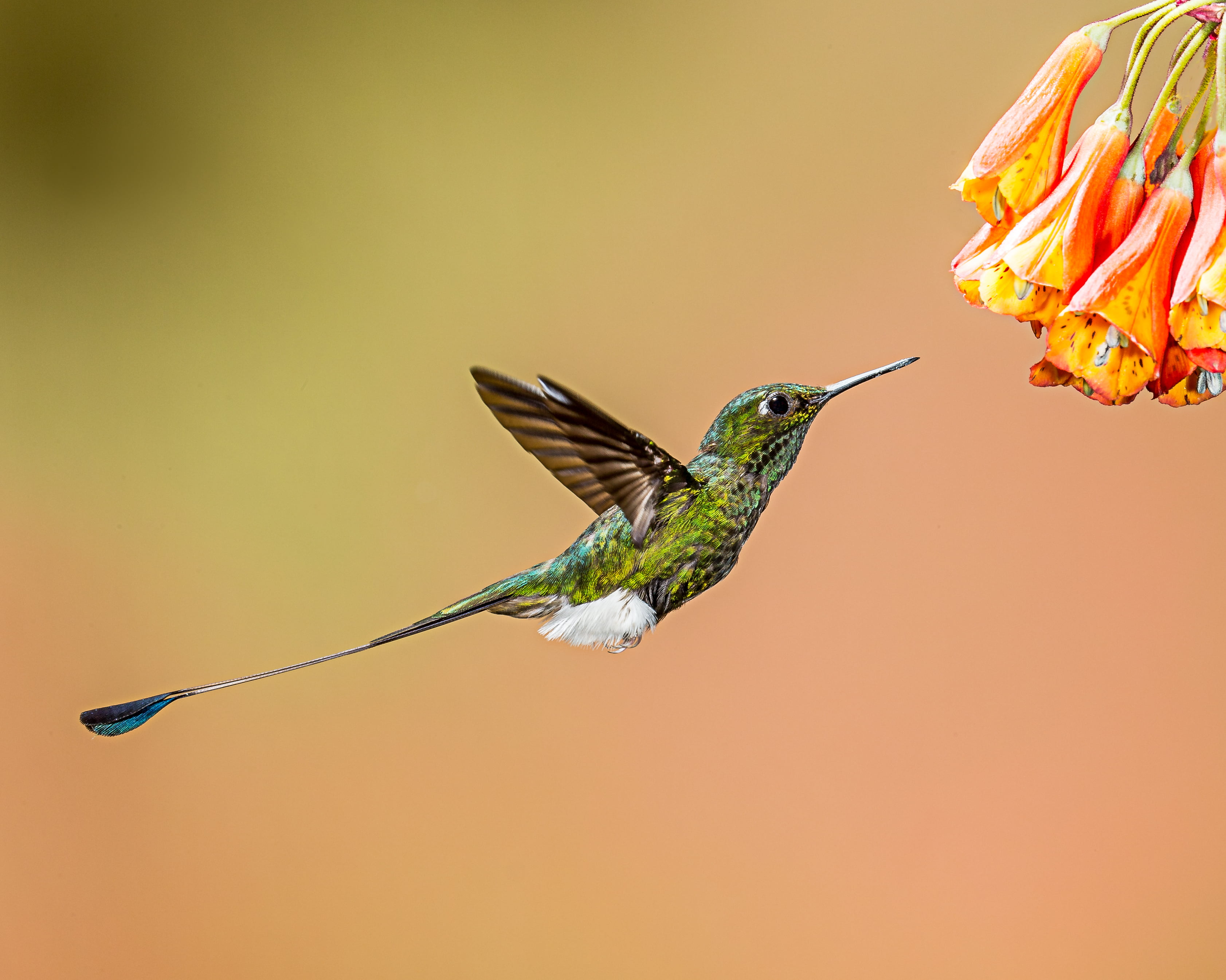 Racket Tail Hummingbird - HD Wallpaper 