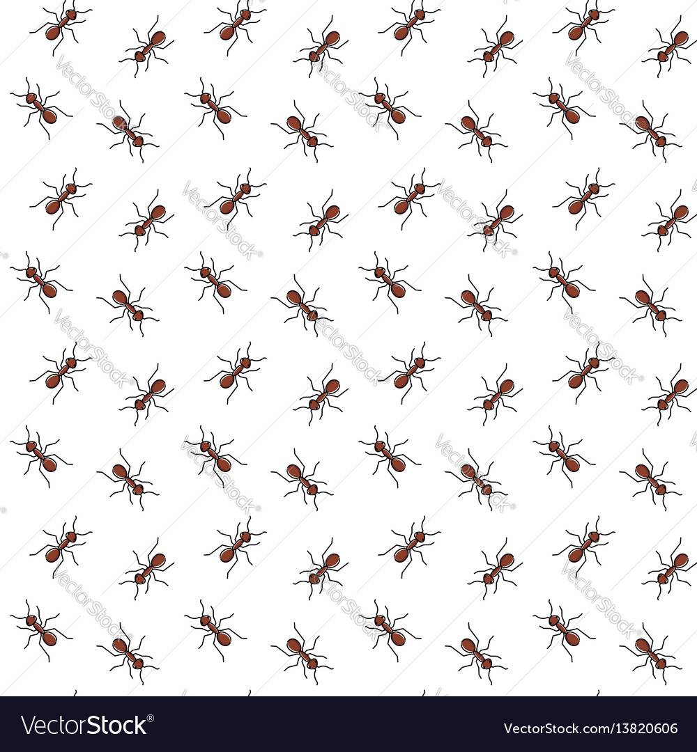 Insect - HD Wallpaper 