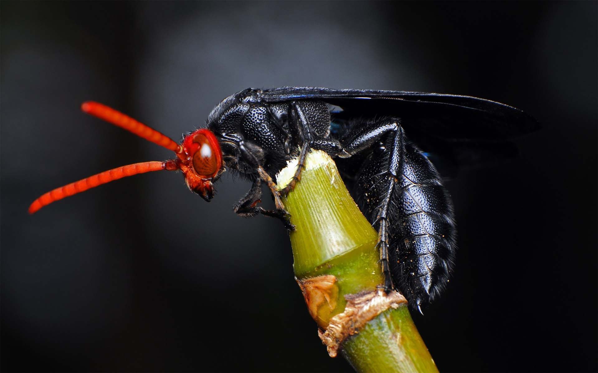 Amazing Black Ant Wallpaper - Black Ant Hd - HD Wallpaper 