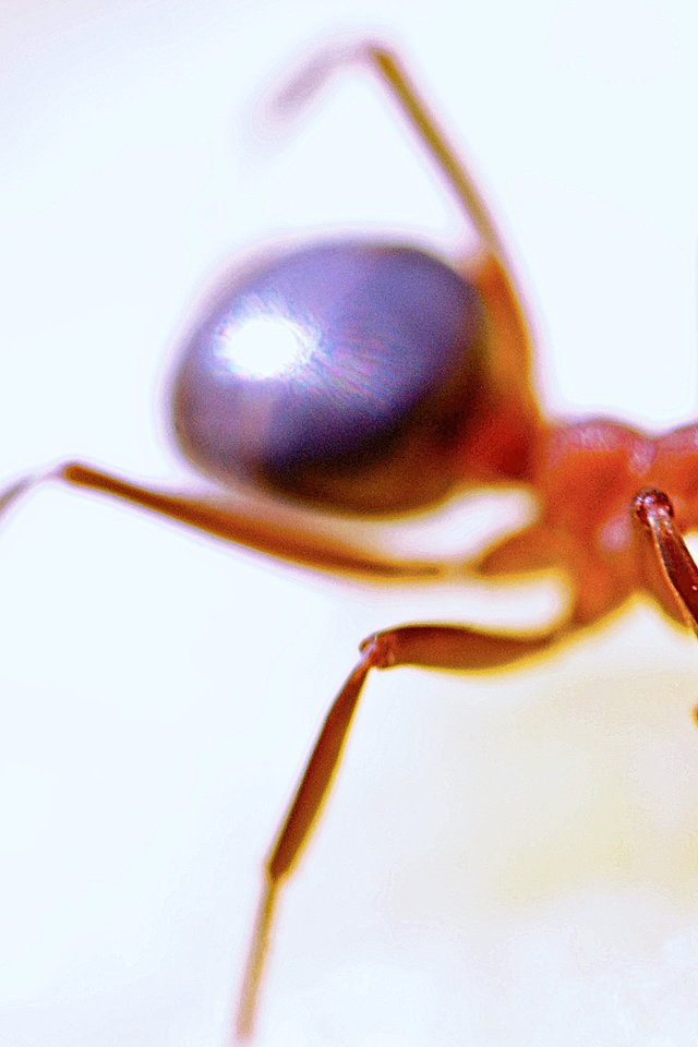 Ant, Macro, Insect, Red, Nature, Antenna, Animal - Red Ants Las Vegas - HD Wallpaper 