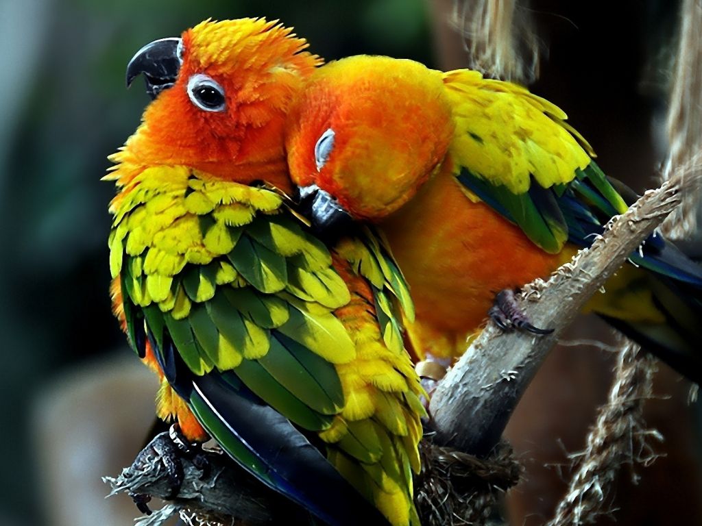 Image Pair Parrot Birds Love W 54315 Wallpaper - Colorful Bird Hd - HD Wallpaper 