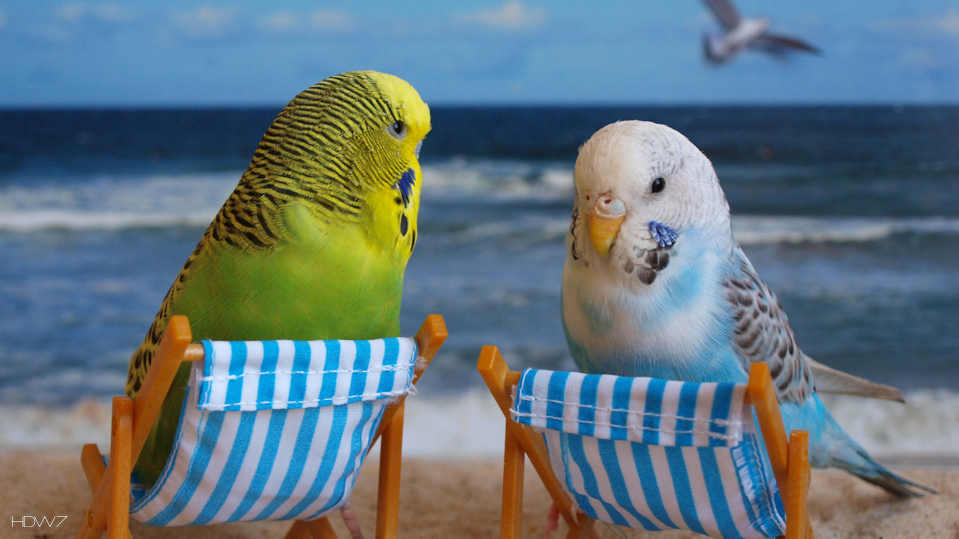 Budgies - Budgie Backgrounds - HD Wallpaper 