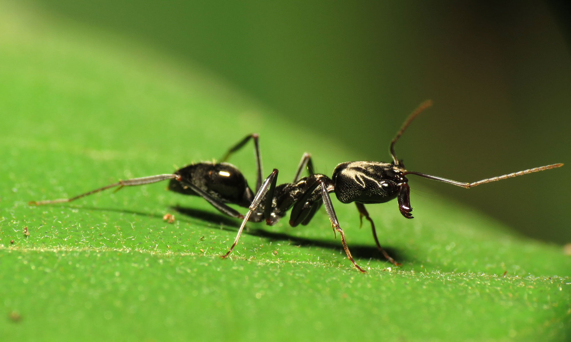 Black Ant On Leaf - HD Wallpaper 