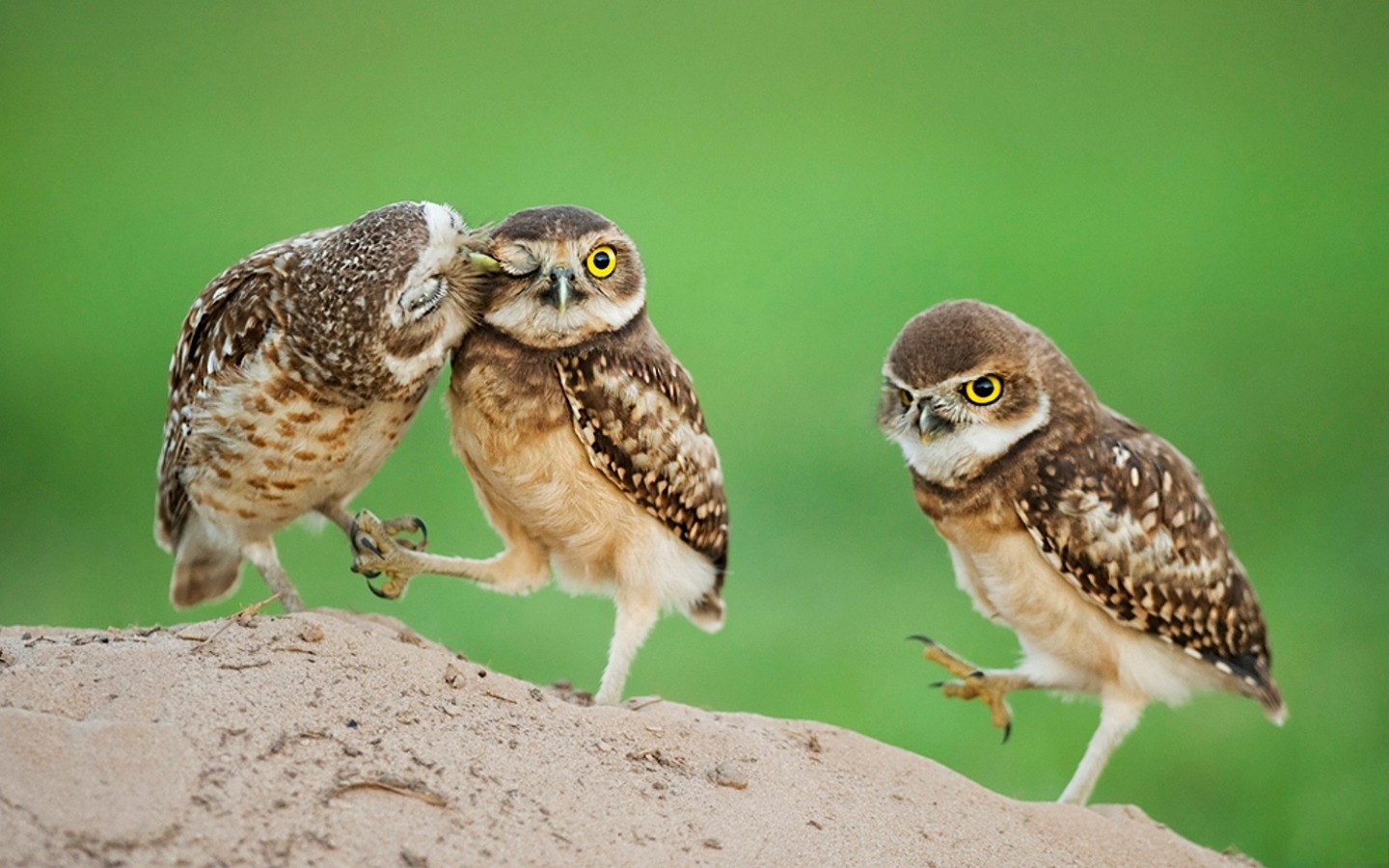 Description - Funny Owl - HD Wallpaper 