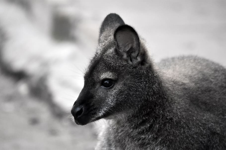 Kangaroo, Black White, Background, Go To, One Animal, - Wallaby - HD Wallpaper 
