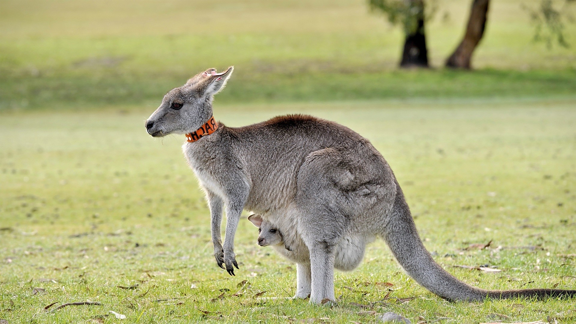 Kangaroo Wallpaper - Kangaroo Image Hd - HD Wallpaper 