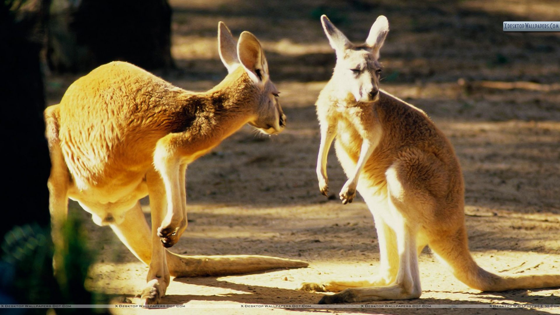 Conversation Australian Animals - HD Wallpaper 