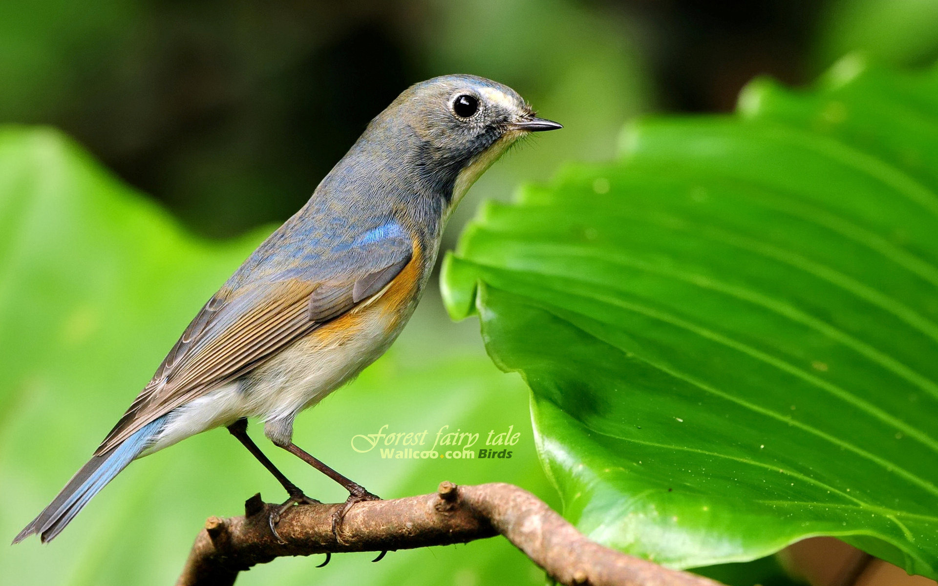 Cute Bird Wallpaper - Birds - HD Wallpaper 