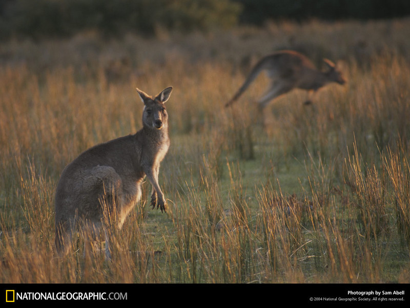 Grassland Animals - HD Wallpaper 