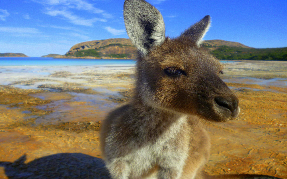 Kangaroo - HD Wallpaper 