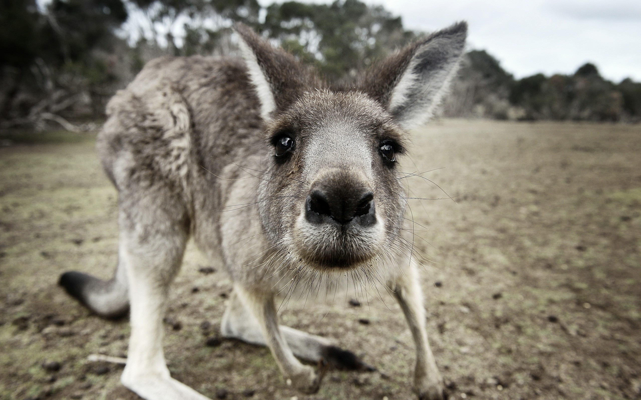 Kangaroo Close Up - HD Wallpaper 