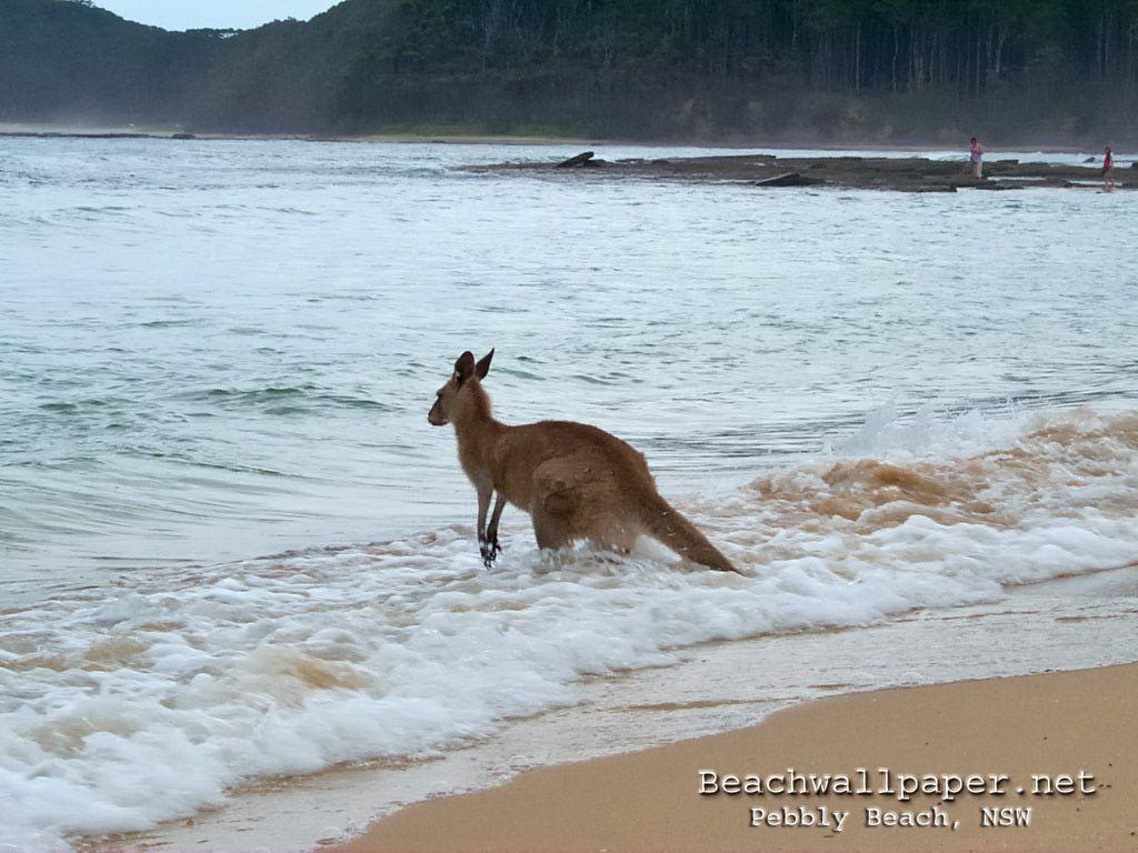Kangaroo Wallpapers - Kangaroo At The Beach - HD Wallpaper 