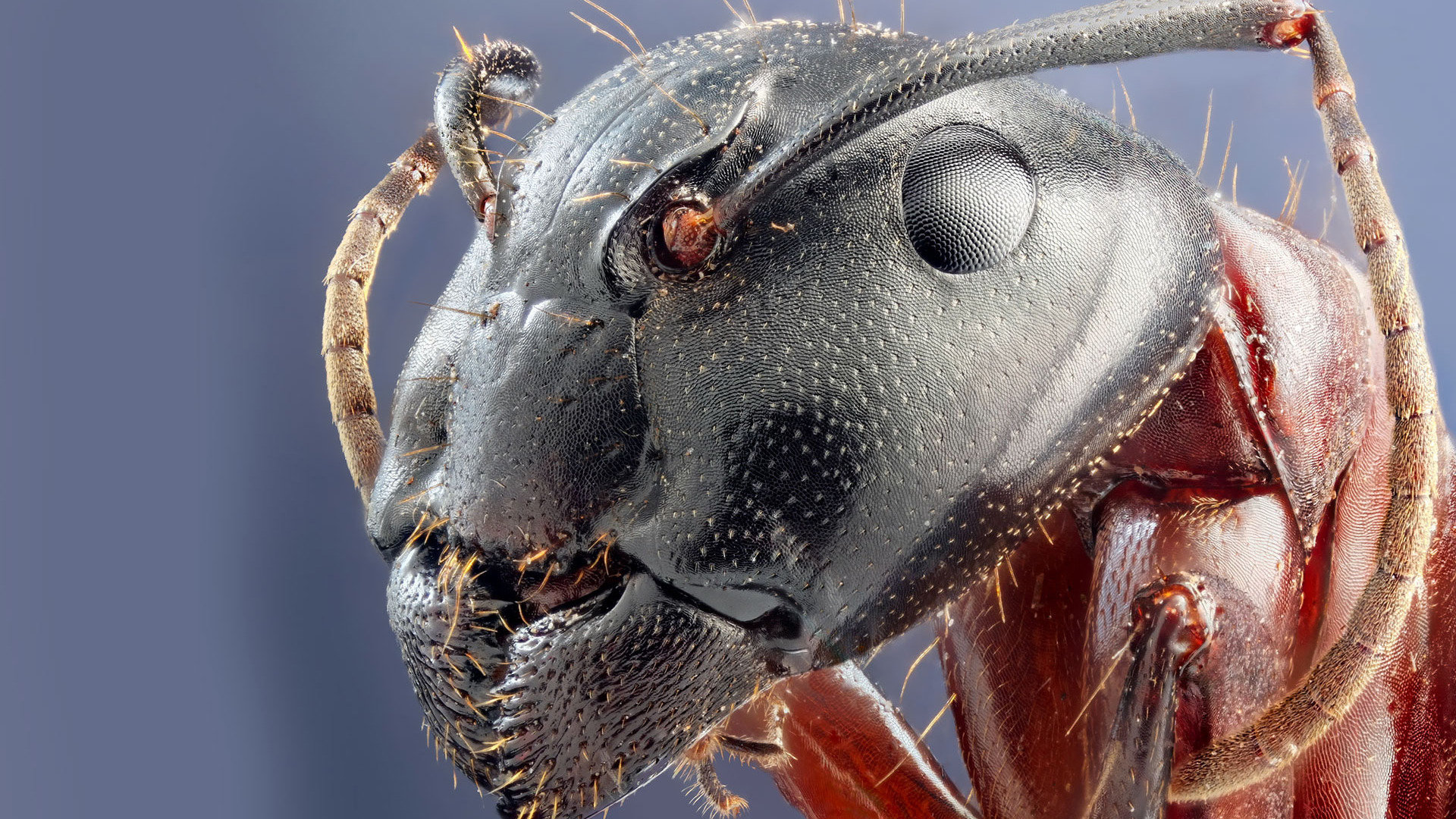 Free Ant High Quality Wallpaper Id - قیافه مورچه زیر میکروسکوپ - HD Wallpaper 