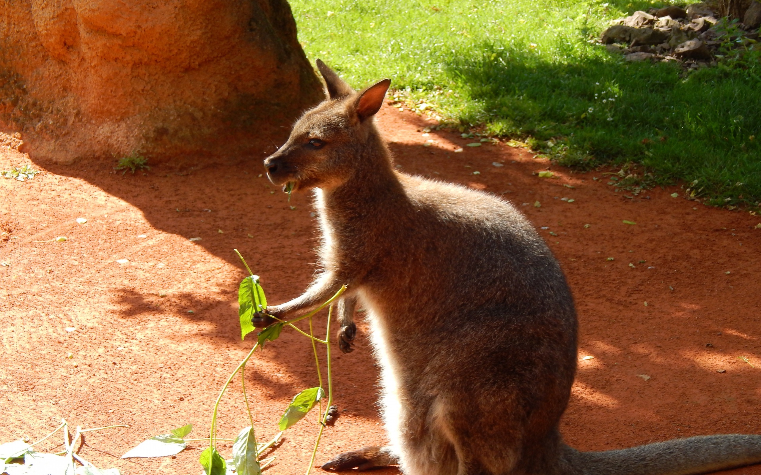 Kangaroo - HD Wallpaper 