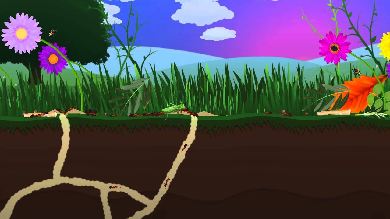 Ant Farm Android Apps - HD Wallpaper 