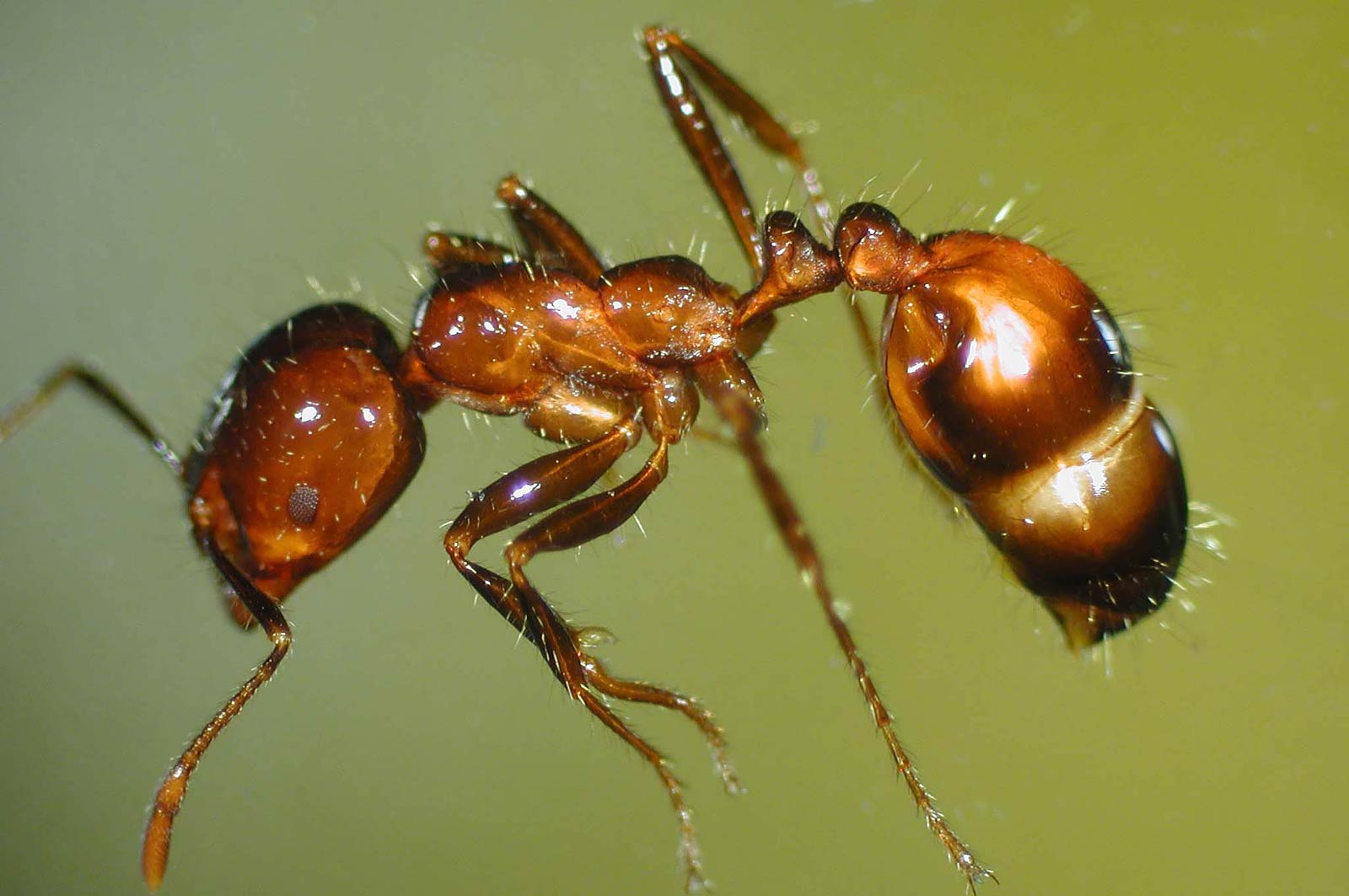 Free Fire Ant Wallpaper Wallpapers Download - Fire Ant - HD Wallpaper 