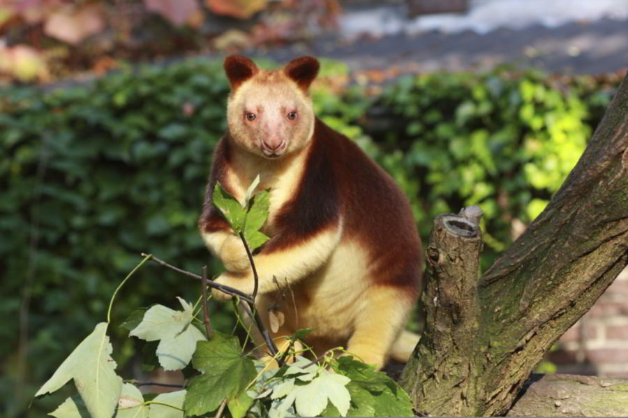 wondiwoi-tree-kangaroo-facts-900x599-wallpaper-teahub-io