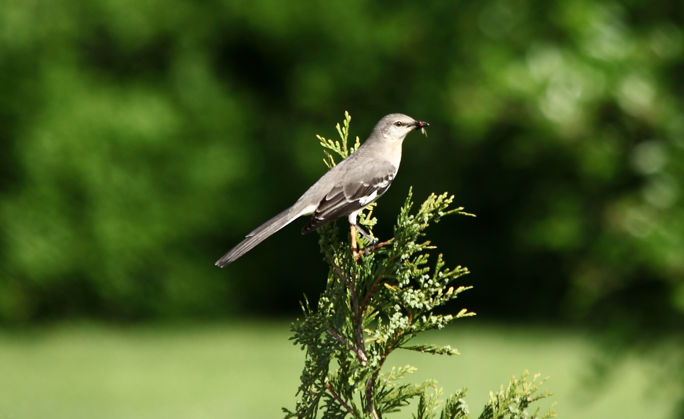 Spring Bird Bringing Food Babies - Spring Bird - HD Wallpaper 