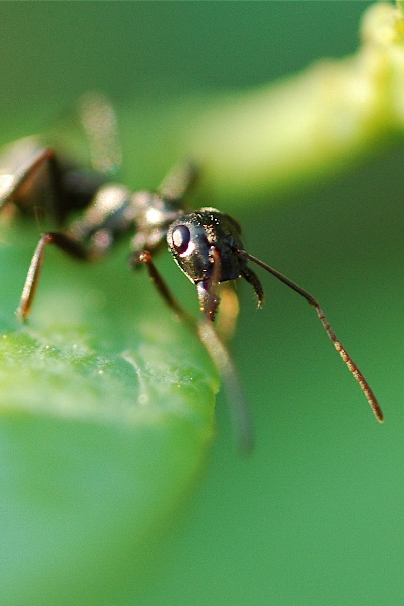 Wallpaper Ant, Plants, Grass, Leaves, Insects - Ant Wallpaper Iphone - HD Wallpaper 