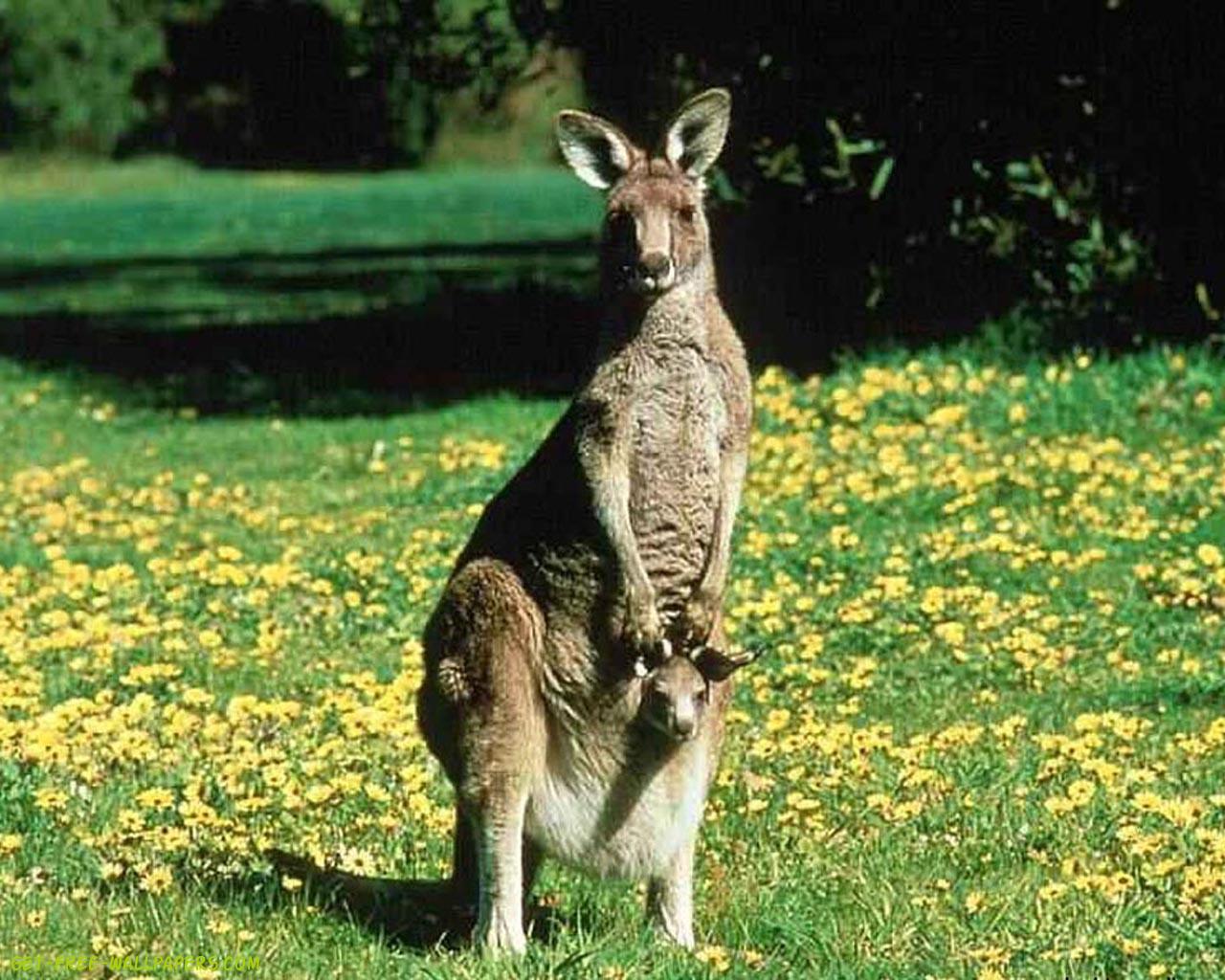 Kangaroo Wallpaper - Kangaroo Got Its Pouch - HD Wallpaper 