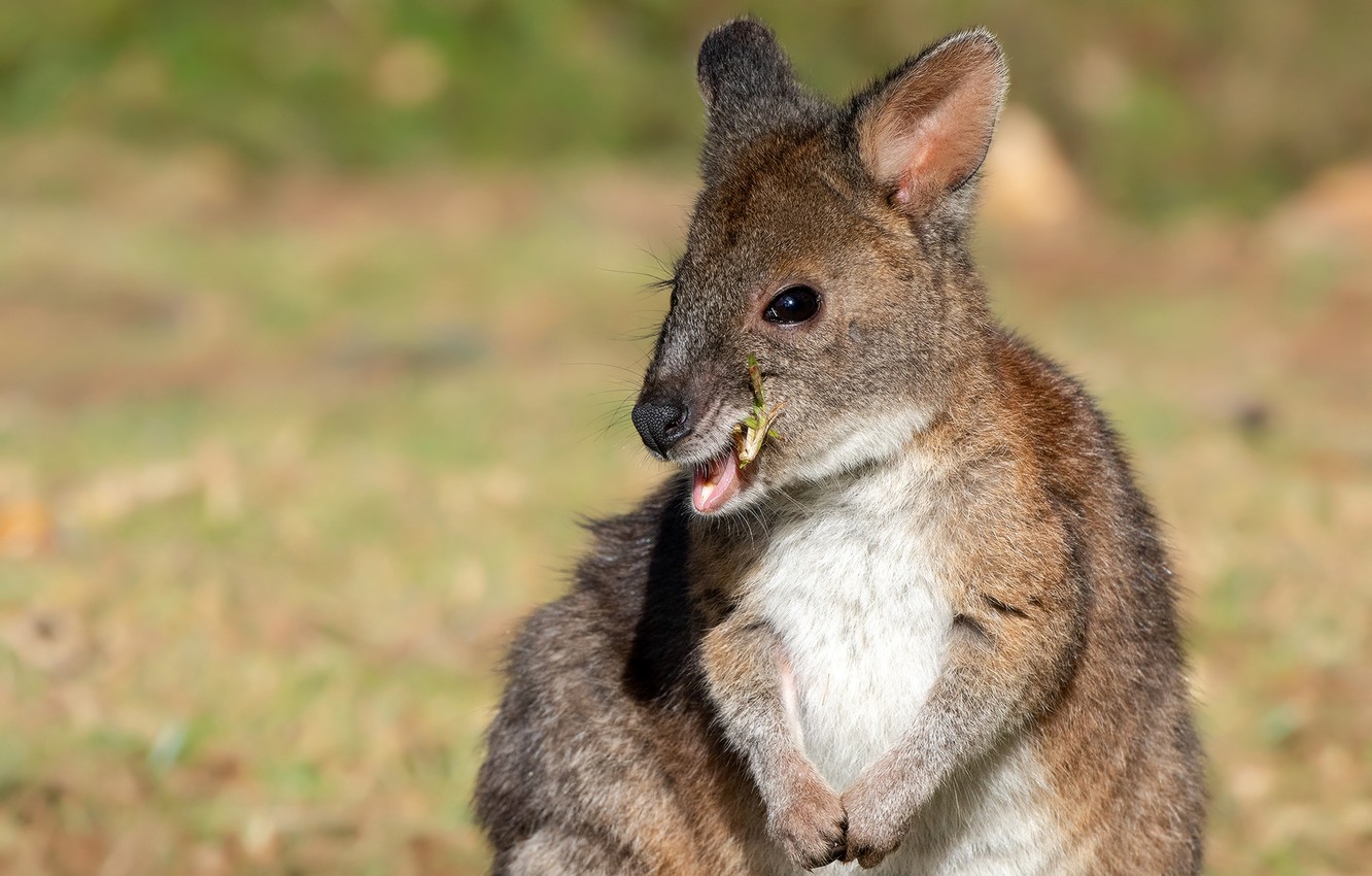 Photo Wallpaper Look, Light, Background, Portrait, - Wallaby - HD Wallpaper 