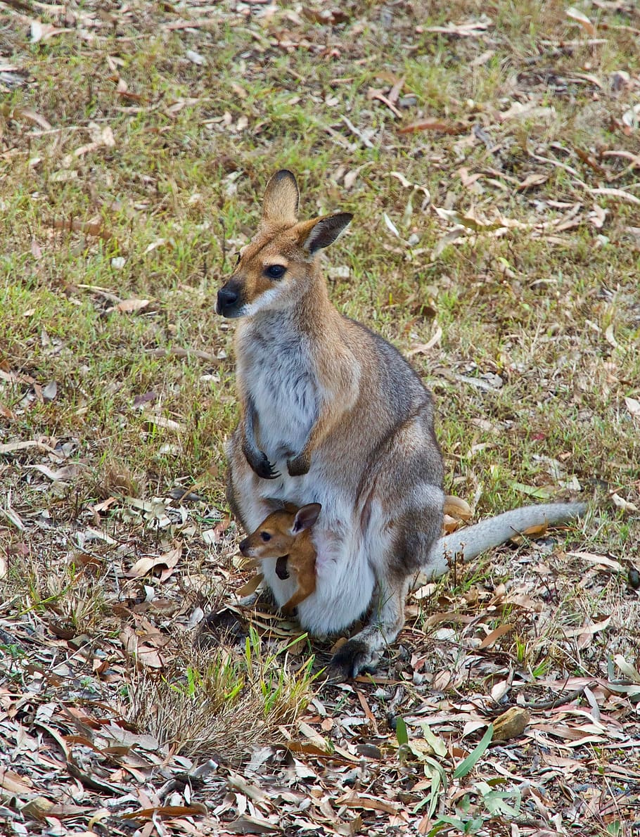 Kangaroo, Wallaby, Wildlife, Australia, Marsupial, - HD Wallpaper 
