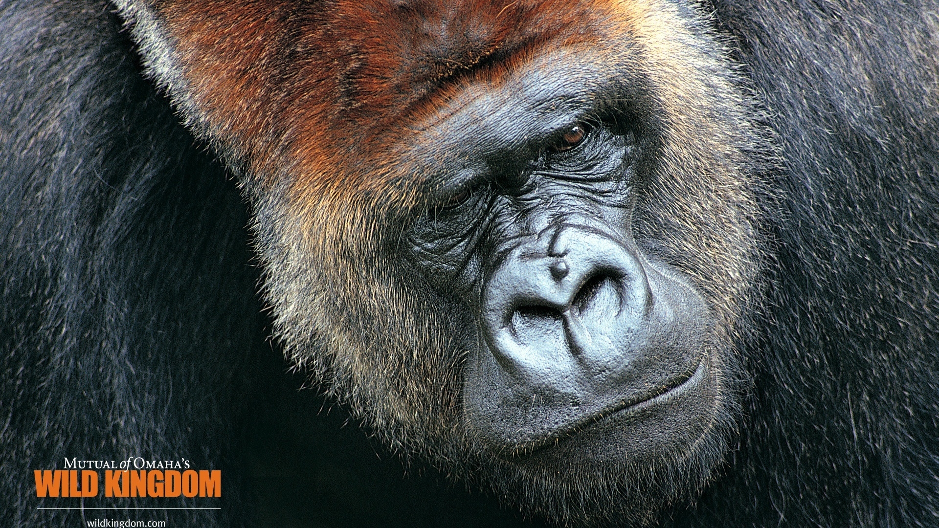 Gorilla Wallpaper Hd - HD Wallpaper 