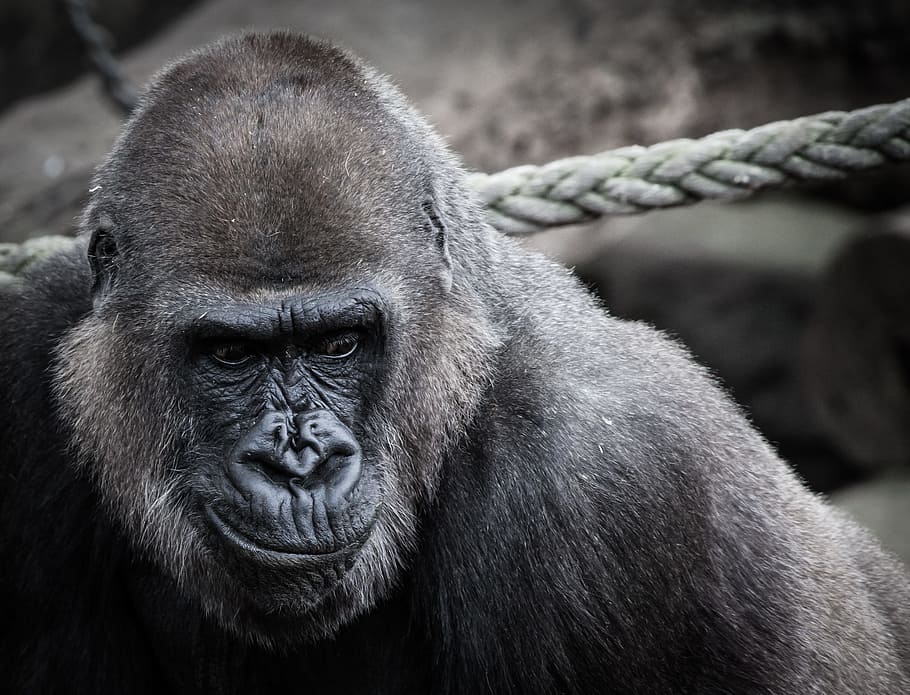 Black Ape Beside Gray Rope, Gorilla, Nose, Face, Portrait, - Gorilla - HD Wallpaper 