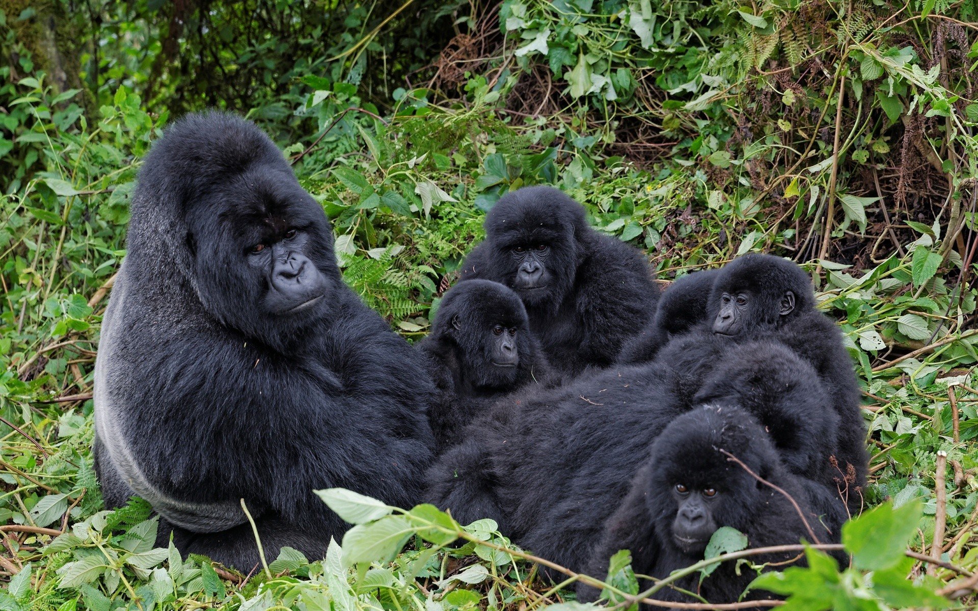 Gorilla Family - HD Wallpaper 