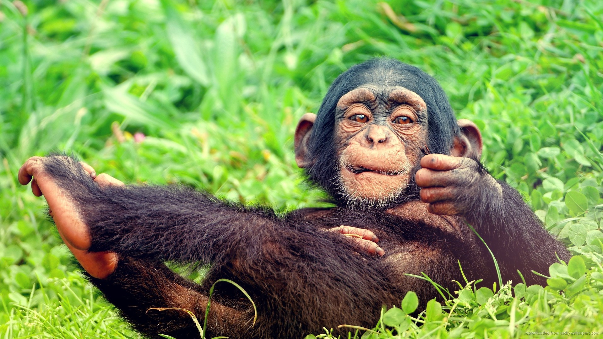 Baby Monkeys Wallpaper 1920x1080, - Chimpanzee Trekking Uganda - HD Wallpaper 