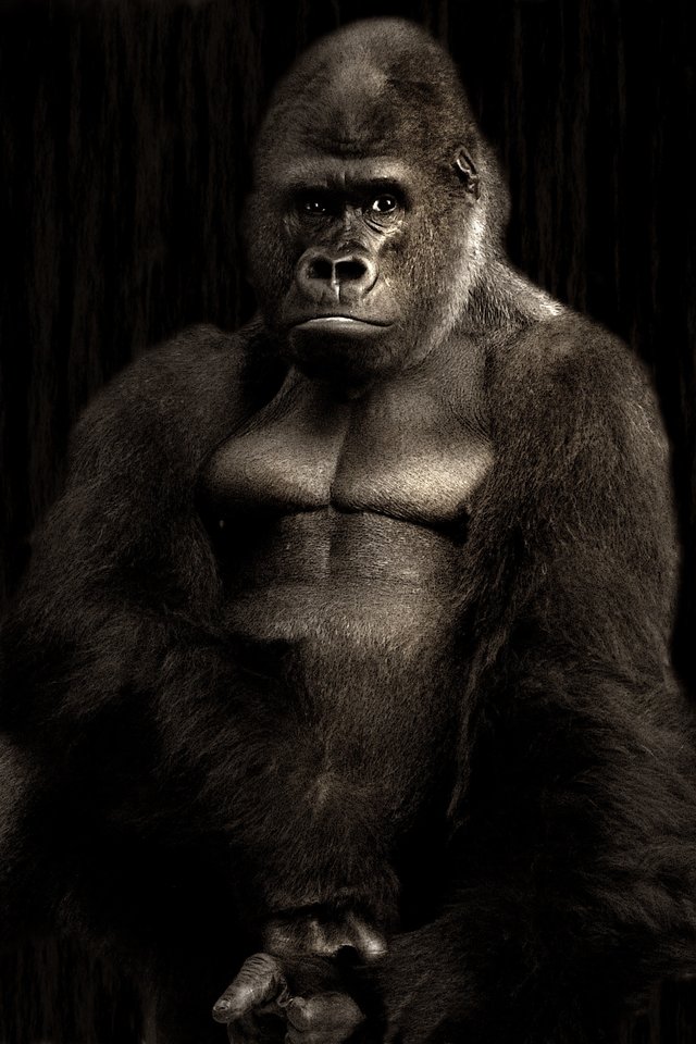 Gorilla Silverback Monkey Silvery Grey Powerful Black Gorilla 640x960 Wallpaper Teahub Io
