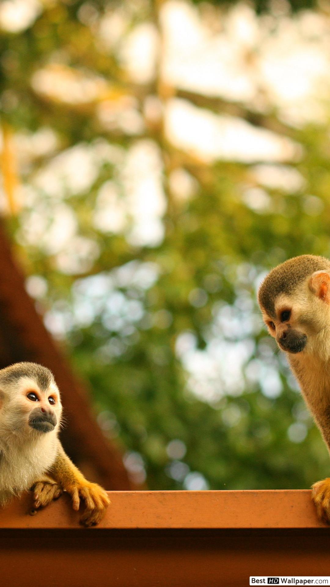 Costa Rica Animales Hd - HD Wallpaper 