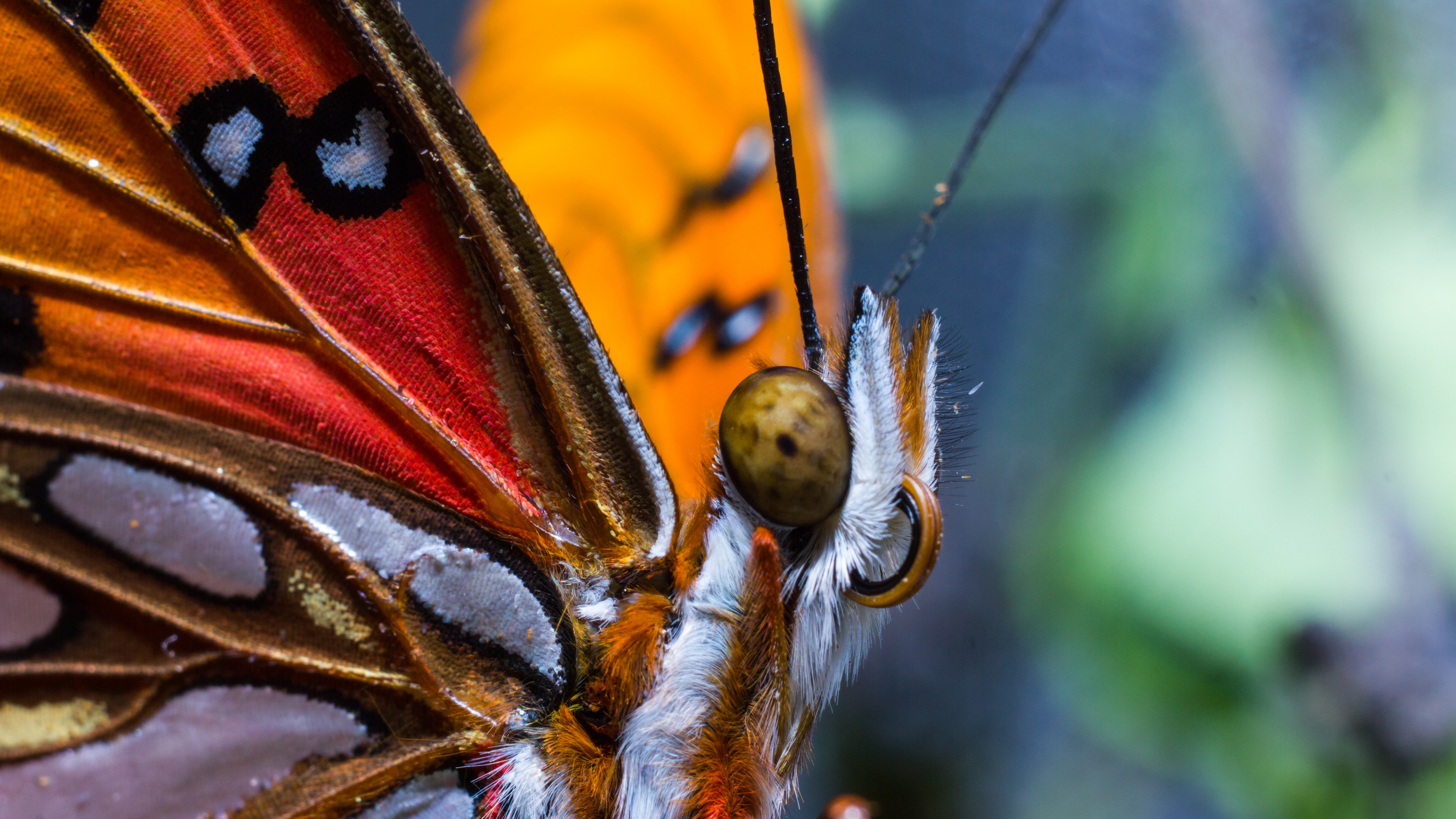 Butterfly Hd Closeup - HD Wallpaper 