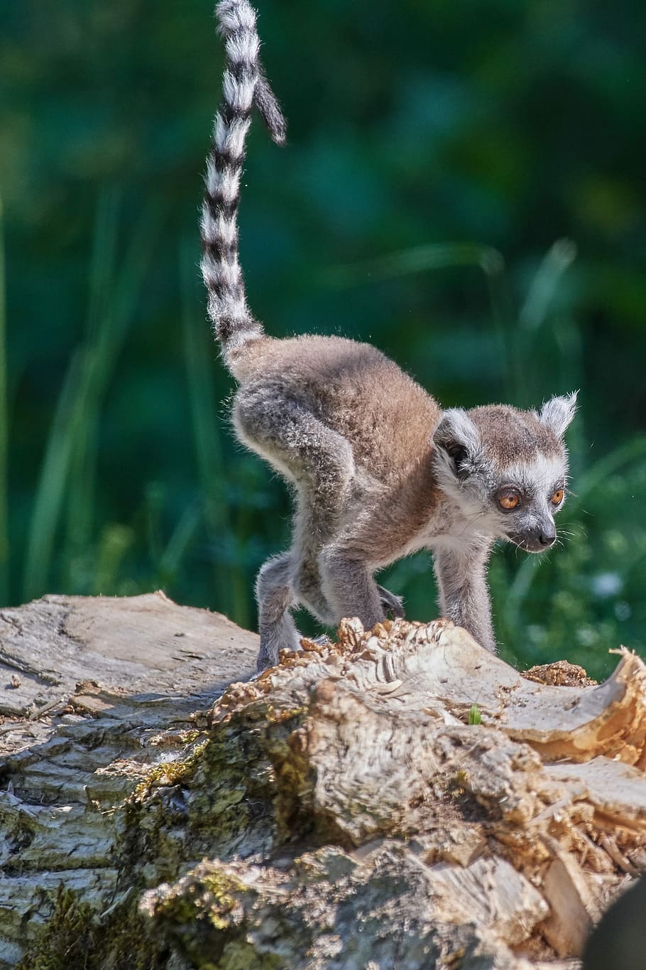 Monkey, Lemur, Young Animal, Ring Tailed Lemur, Lemur - New World Monkey - HD Wallpaper 